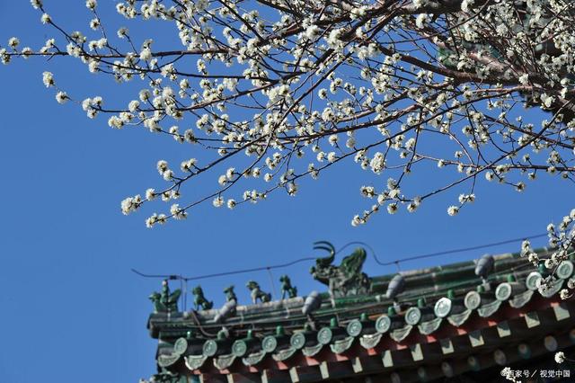 立春：給身體做個(gè)大掃除！清除體內(nèi)的寒濕，讓陽(yáng)氣更好生發(fā)！