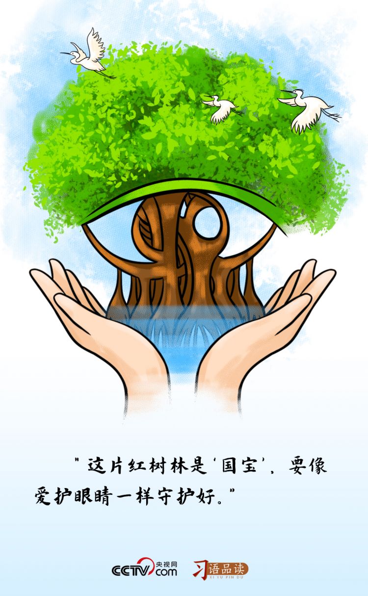 這片紅樹林是“國寶”，要像愛護(hù)眼睛一樣守護(hù)好